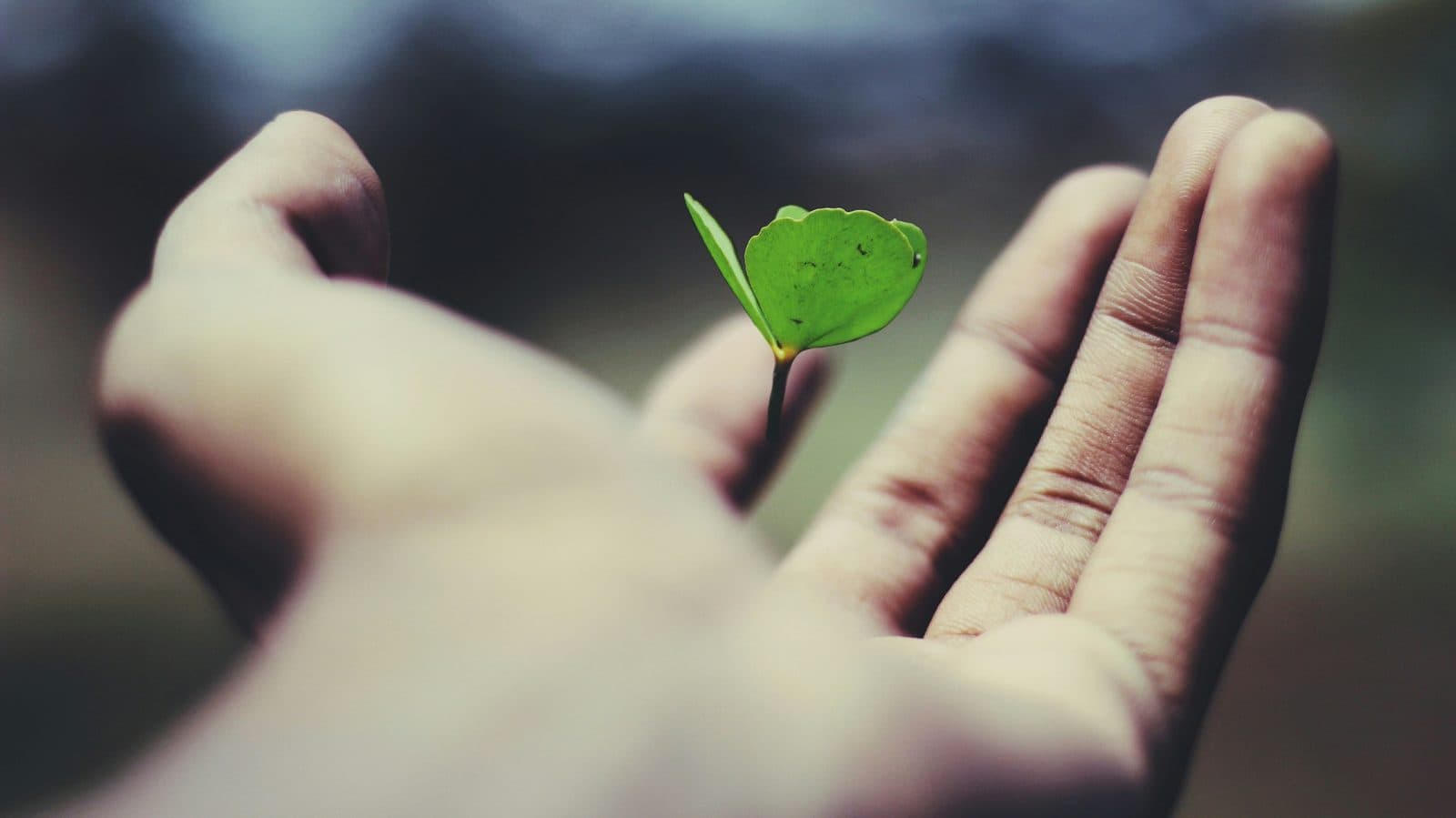 A small green seedling held gently in an open hand
