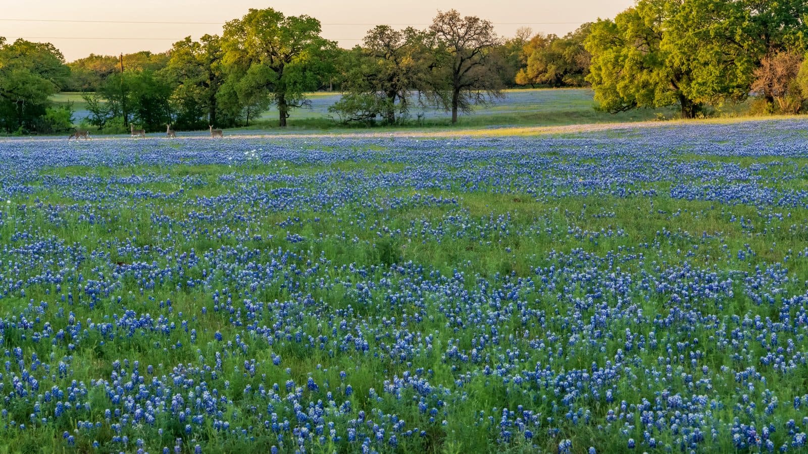 A Texas bluebonnet field at dusk with deer grazing near the treeline
